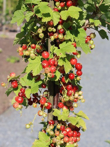 Trồng[-]Ribes[-]rubrum[-](nho[-]đỏ)[-]trị[-]rối[-]loạn[-]tiền[-]mãn[-]kinh